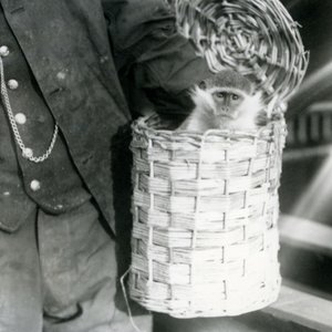 Un gardien tient un singe du Vieux Monde, genre Ceropithecus, dans un panier, zoo de Londres, décembre 1922 - Frederick William Bond